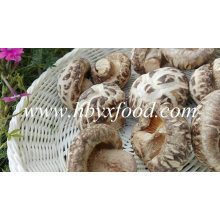 Cogumelo De Flores Secas, China Cogumelo Shiitake, Comida Saudável